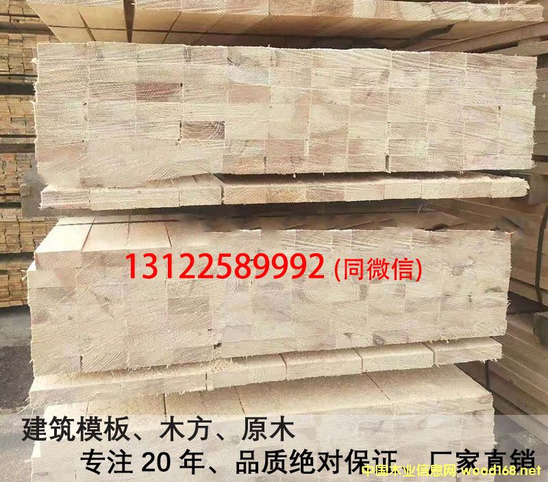圖：樟子松 點擊可放大