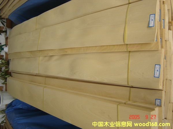 c鿴Golden BirchŴDƬ