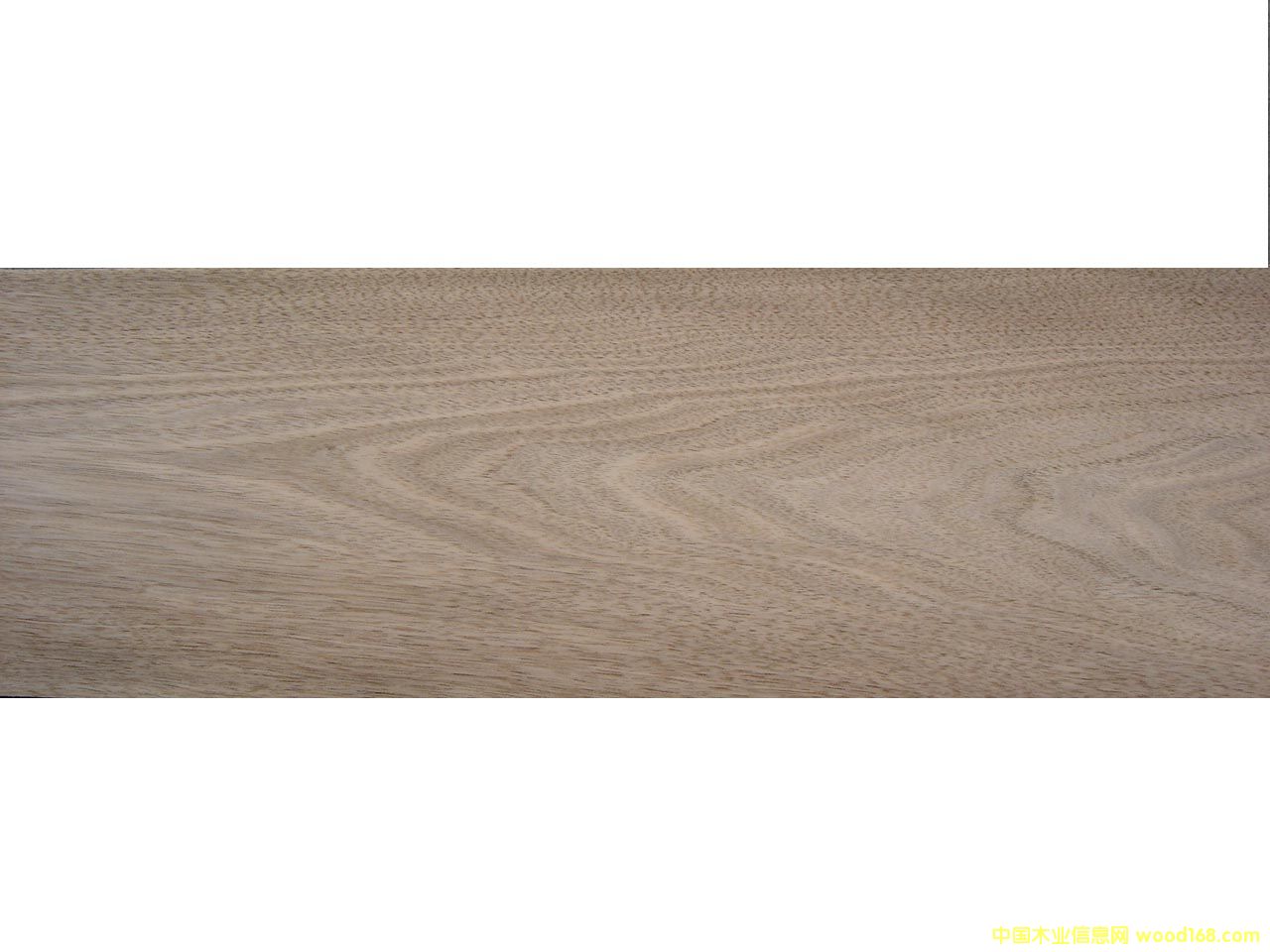 c鿴Chinese WalnutŴDƬ