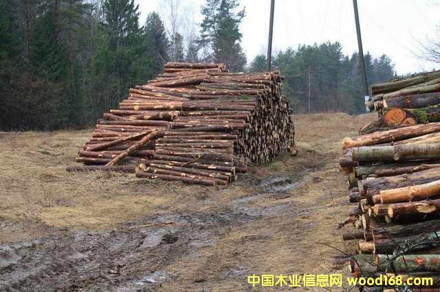 紙漿木材