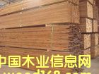 樟子松的詳細介紹
