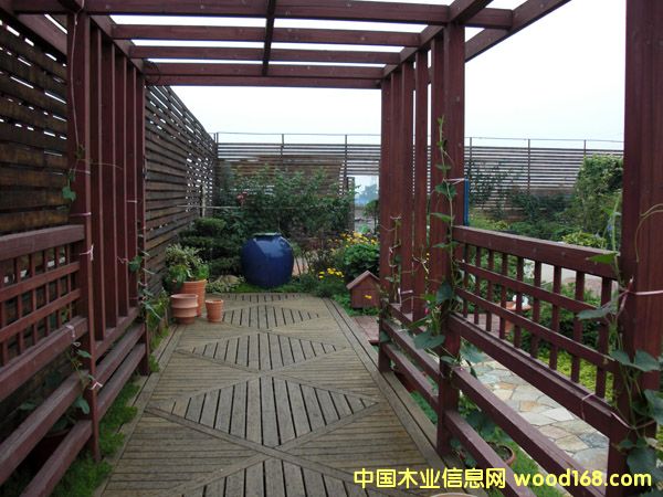 欖仁木的詳細(xì)介紹