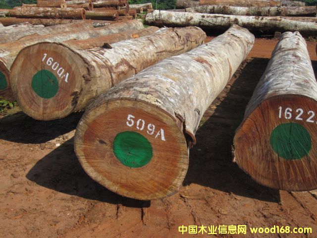 Bubinga 黃檀木