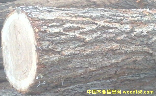 榆樹的詳細介紹