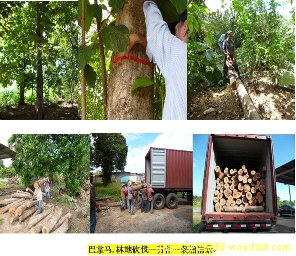 巴拿馬柚木原木的詳細(xì)介紹