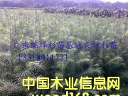 c鿴NɼŴDƬ