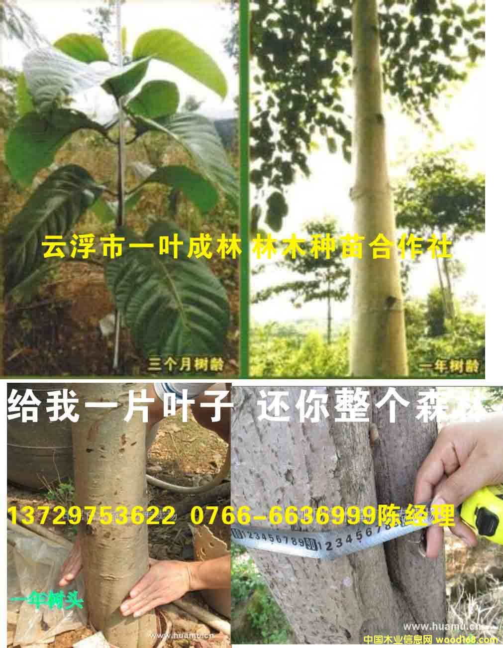 楠白木一年生長情況