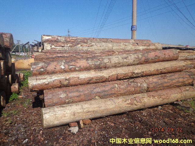 樟松板材的詳細介紹