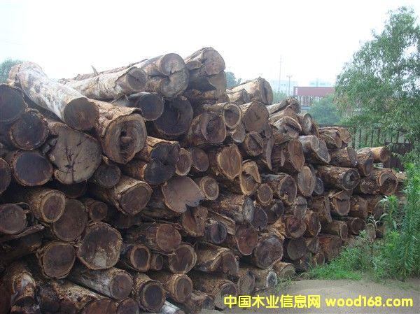 Сuᣨuᣩ
