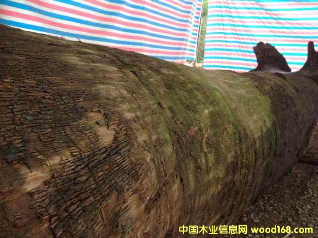 ۽z骴ľ