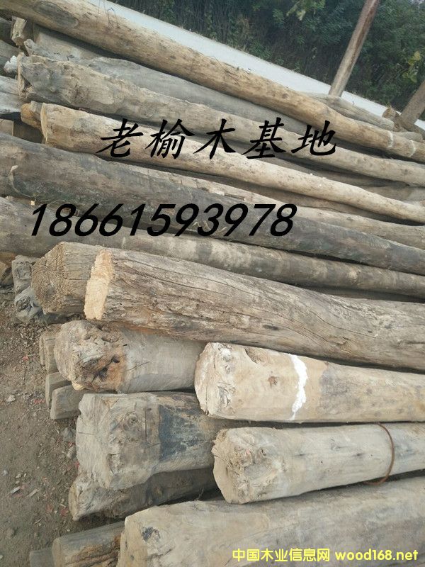 老榆木02的詳細介紹