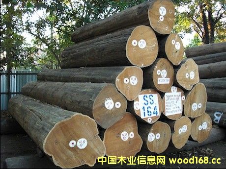 柚木市場持續升溫，進口量快速增長