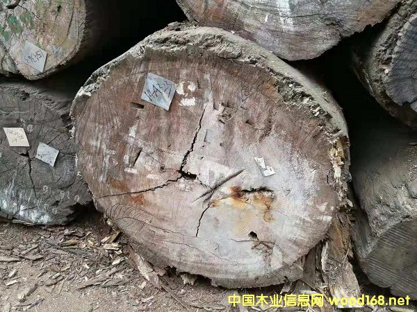 綠柄桑