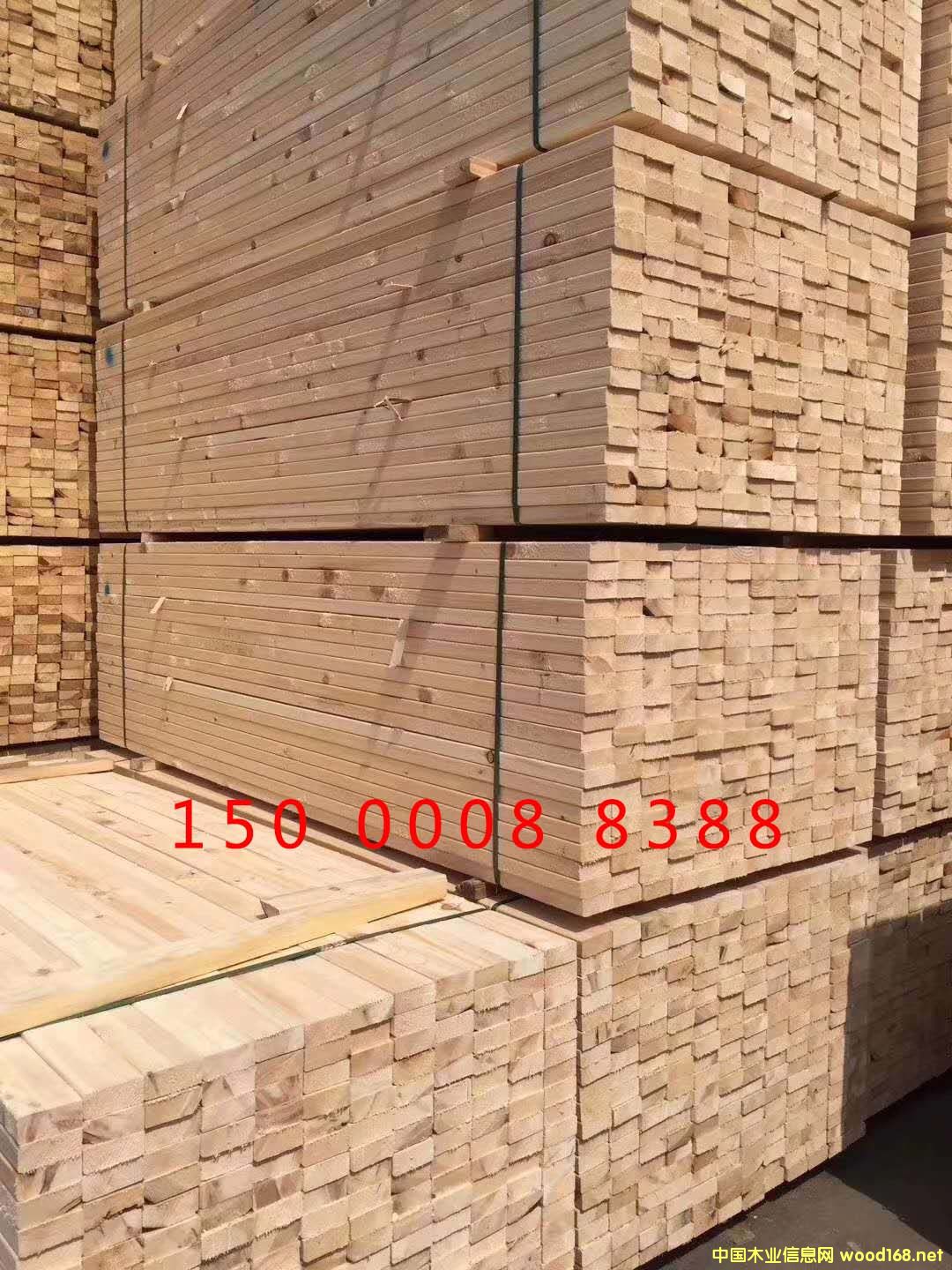 樟子松的詳細介紹