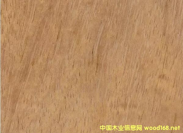 大綠柄桑木材紋理